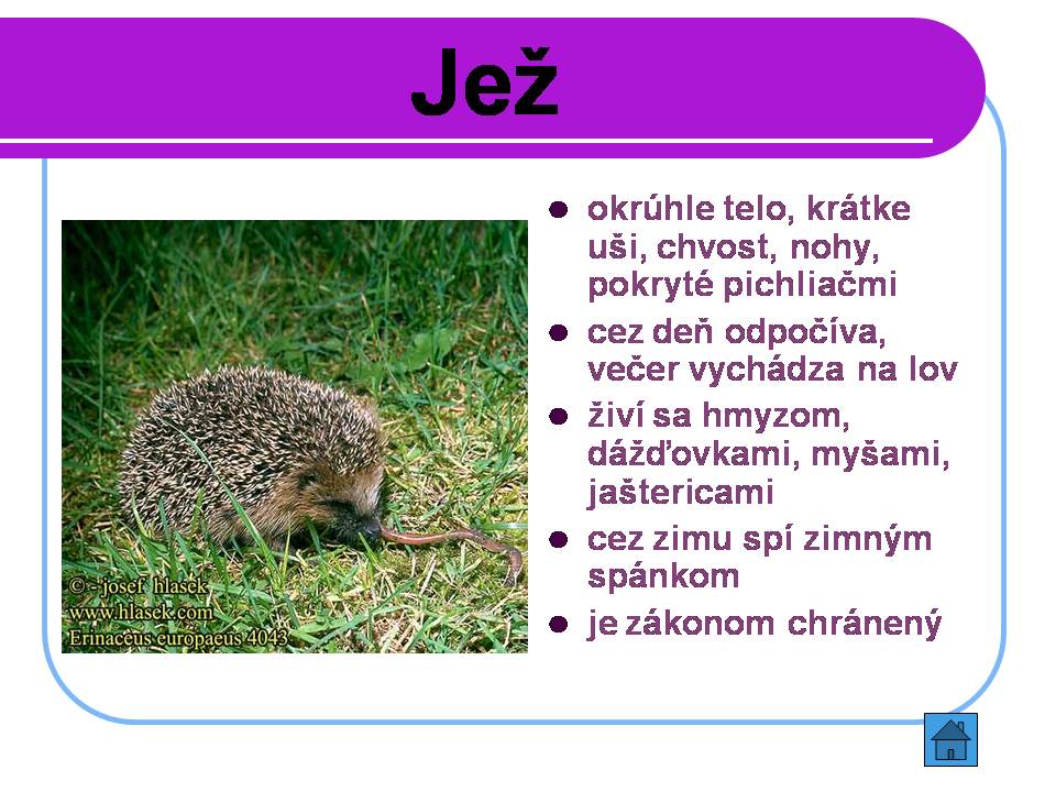 Snímka8