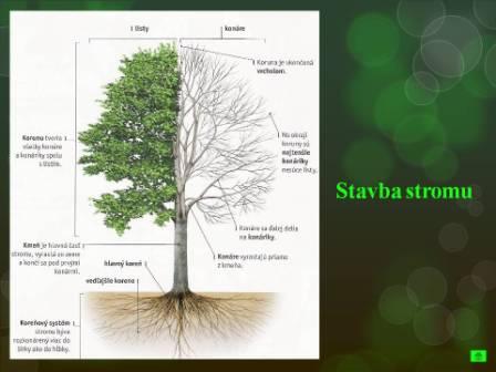 Snímka5
