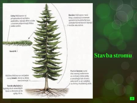Snímka6