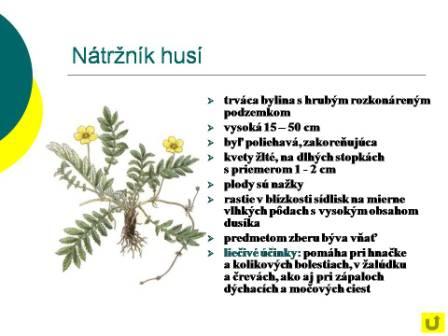 Snímka12